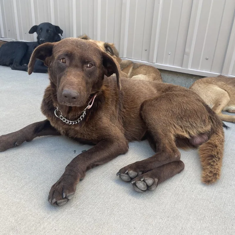 An adult large-sized male Brown / Chocolate Mixed Breed dog named Sam for adoption in Bismarck, ND