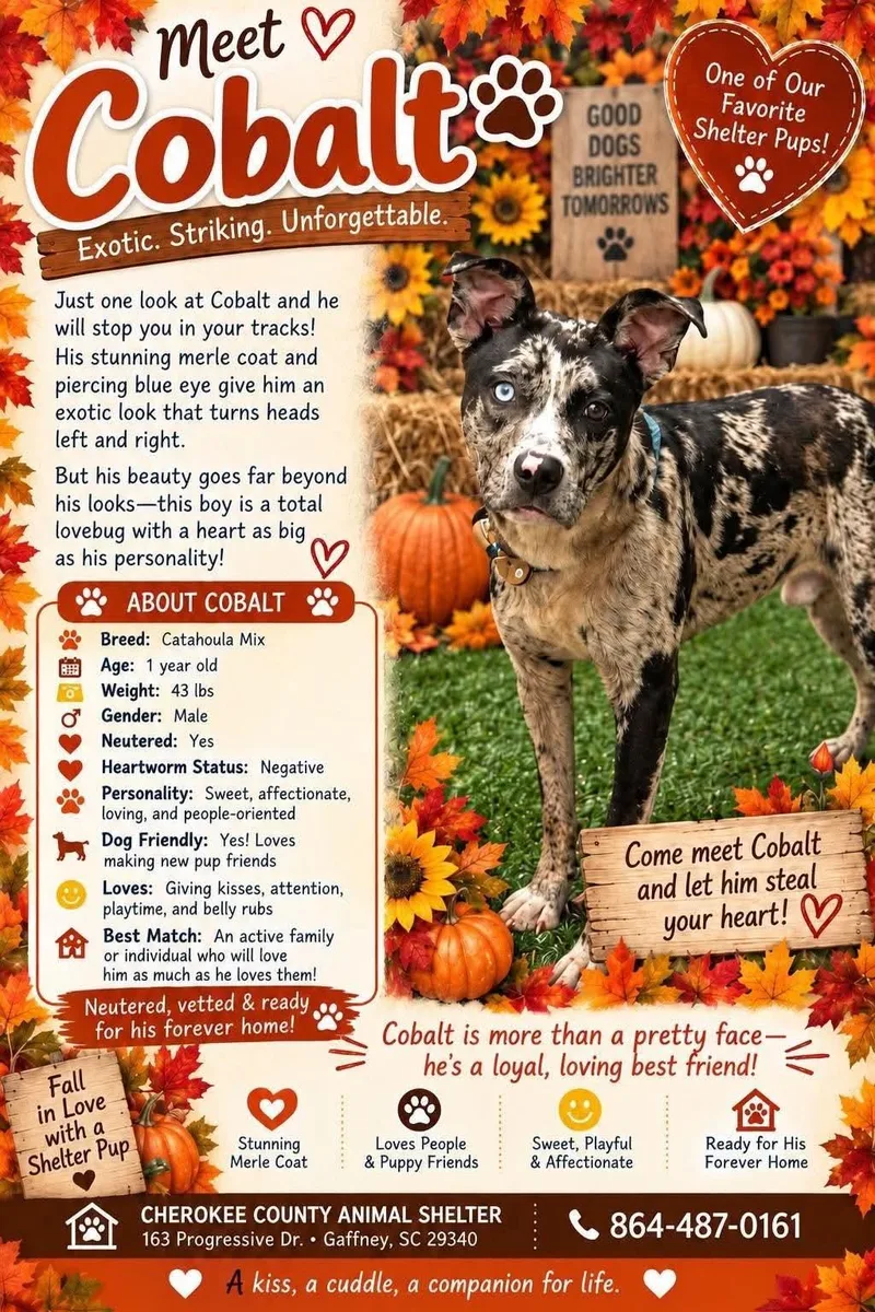 A young medium-sized male Cattle Dog dog named Cobalt for adoption in Holbrook, NY