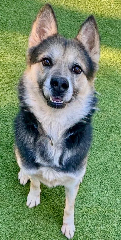 Shep