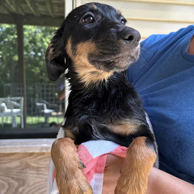 A baby small-sized female Black Golden Retriever dog named Pluto for adoption in Rochester, MN