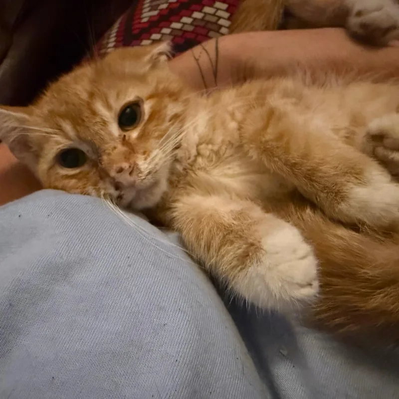 A baby small-sized male Orange / Red Domestic Short Hair cat named Popcorn for adoption in Ringtown, PA