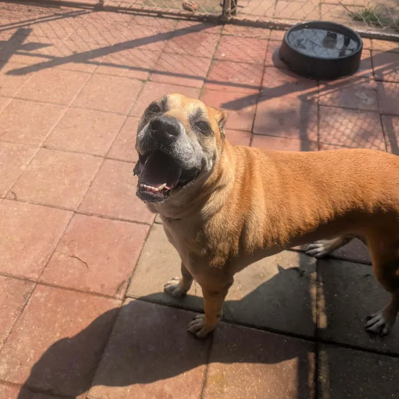 An adult medium-sized male Brown / Chocolate Mixed Breed dog named Earl for adoption in Boaz, AL