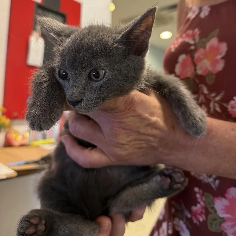 A baby small-sized male Gray / Blue / Silver Domestic Short Hair cat named Moe for adoption in Port Charlotte, FL