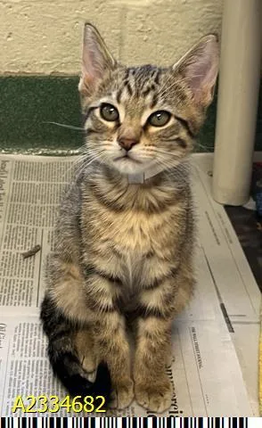 A baby small-sized male Domestic Short Hair cat named Beans for adoption in West Palm Beach, FL