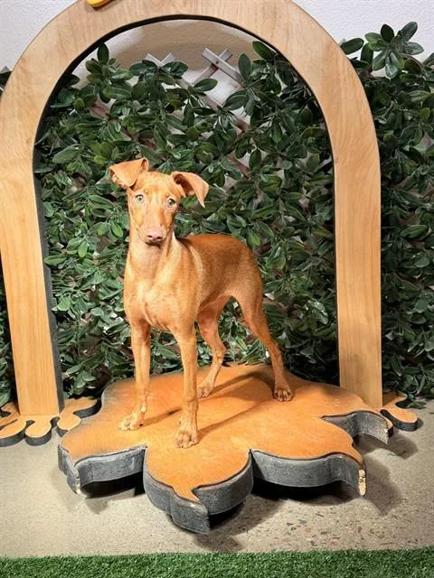 A young small-sized female Miniature Pinscher dog named Red for adoption in Globe, AZ