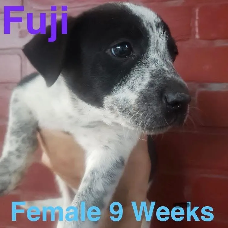 A baby medium-sized female Australian Cattle Dog / Blue Heeler dog named Fuji for adoption in Houston, TX