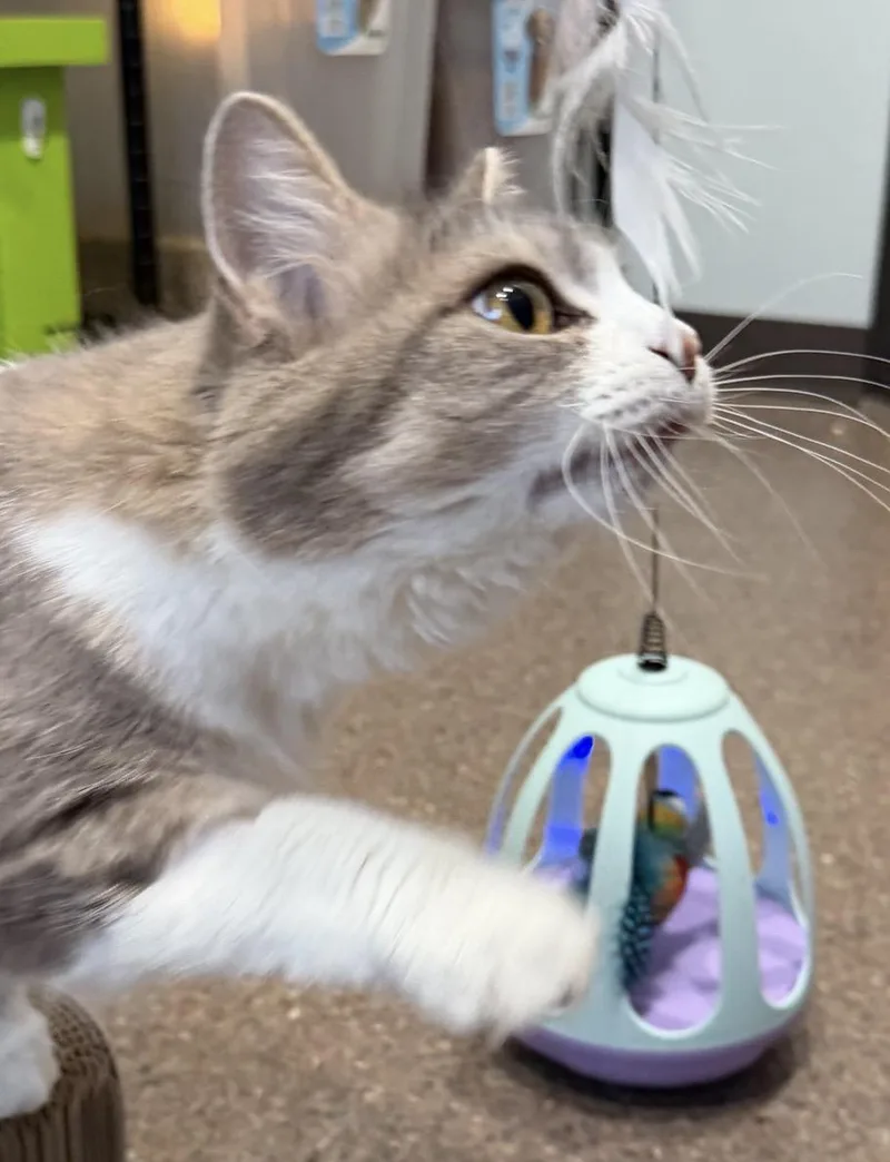 A young medium-sized female Domestic Medium Hair cat named Mittens for adoption in Sault Sainte Marie, MI