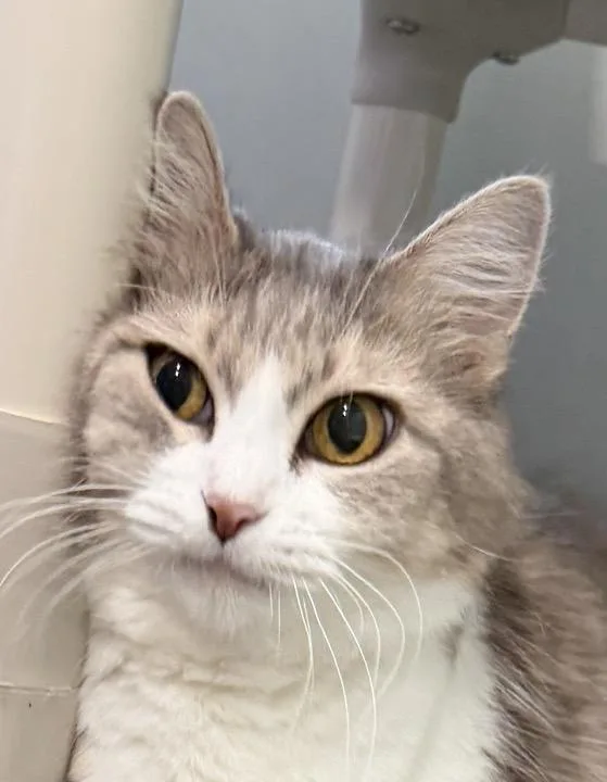Mittens thumbnail 2