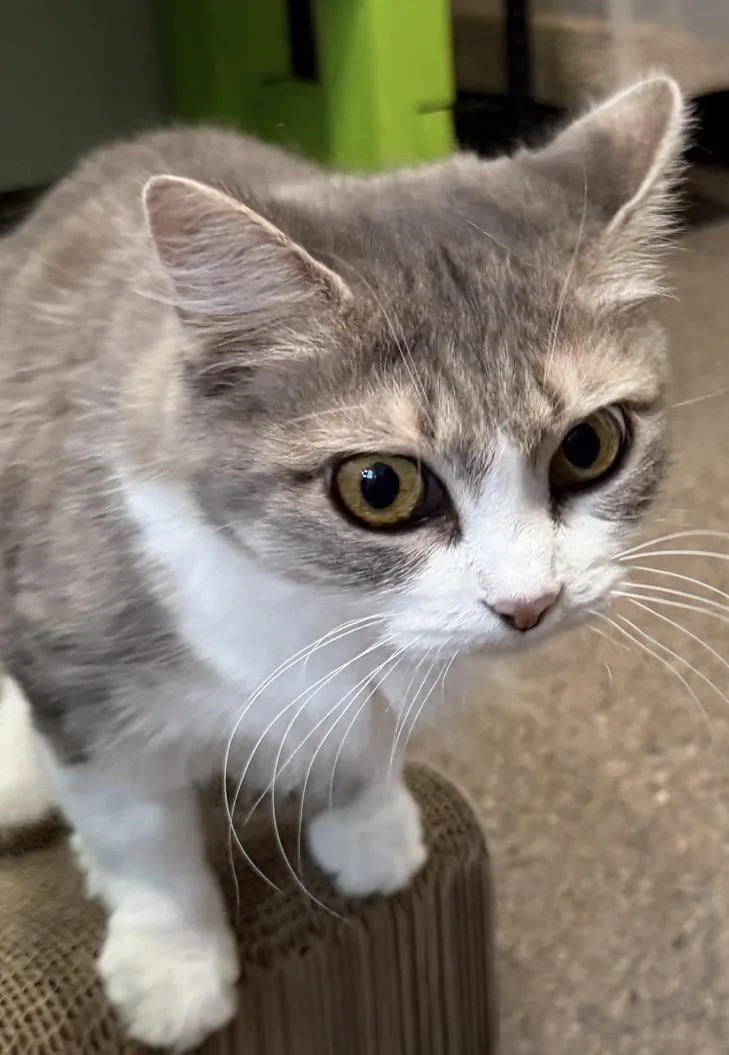Mittens thumbnail 4