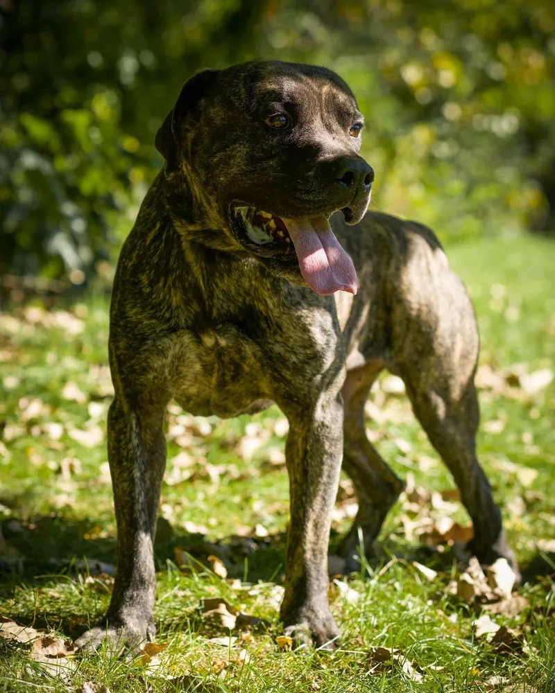 An adult extra large-sized male Brindle Cane Corso dog named Bulldozer for adoption in Bridgeport, CT
