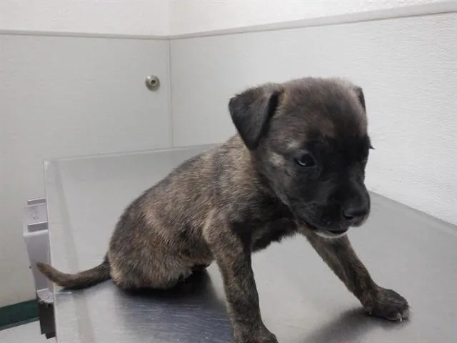A baby small-sized female Pit Bull Terrier dog named Jackie for adoption in Oroville, CA