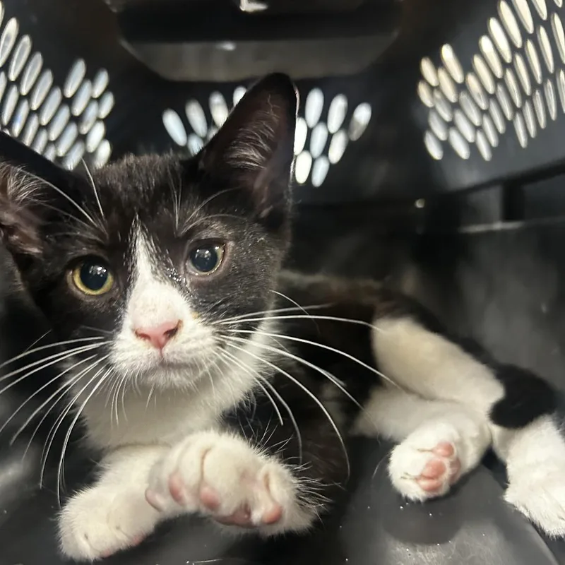 A baby small-sized female Black Domestic Short Hair cat named Amethyst for adoption in Newark, NJ
