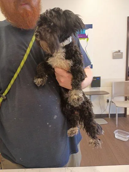 An adult small-sized male Mixed Breed dog named Brooklyn for adoption in Atlanta, GA