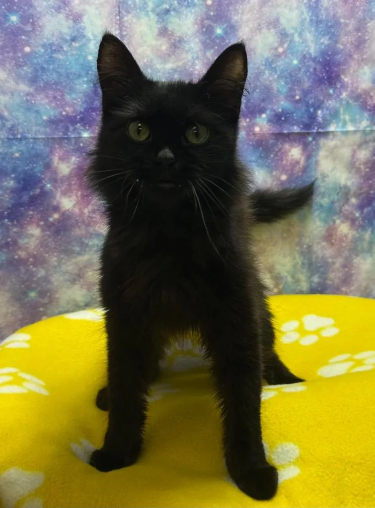 An adult medium-sized male Domestic Long Hair cat named Cosmo for adoption in Washington Court House, OH
