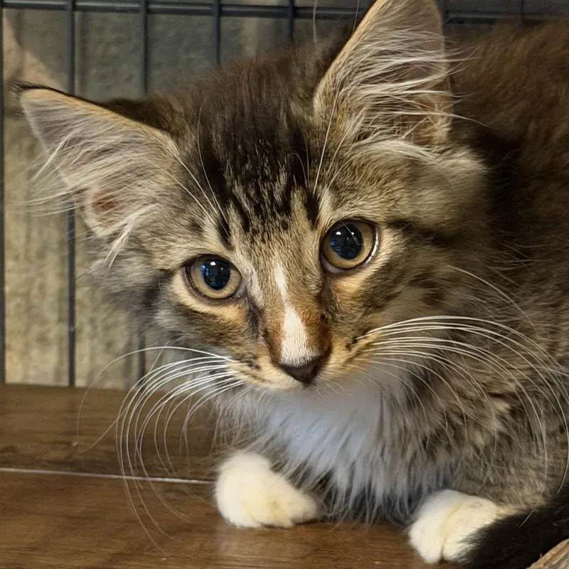 A baby small-sized male Brown / Chocolate Domestic Long Hair cat named Sprig Lichens for adoption in Woodstock, VA