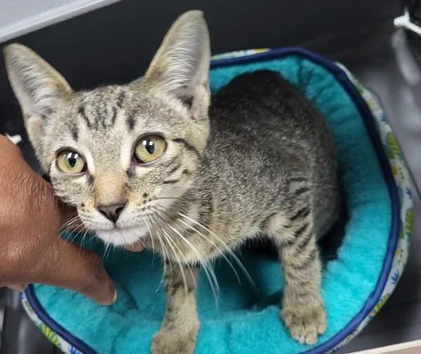 A baby small-sized female Domestic Short Hair cat named If  Solis for adoption in Lawrenceville, GA