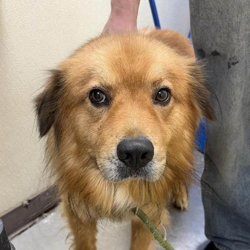 A young medium-sized male Brown / Chocolate Chow Chow dog named Chowder for adoption in Palestine, TX