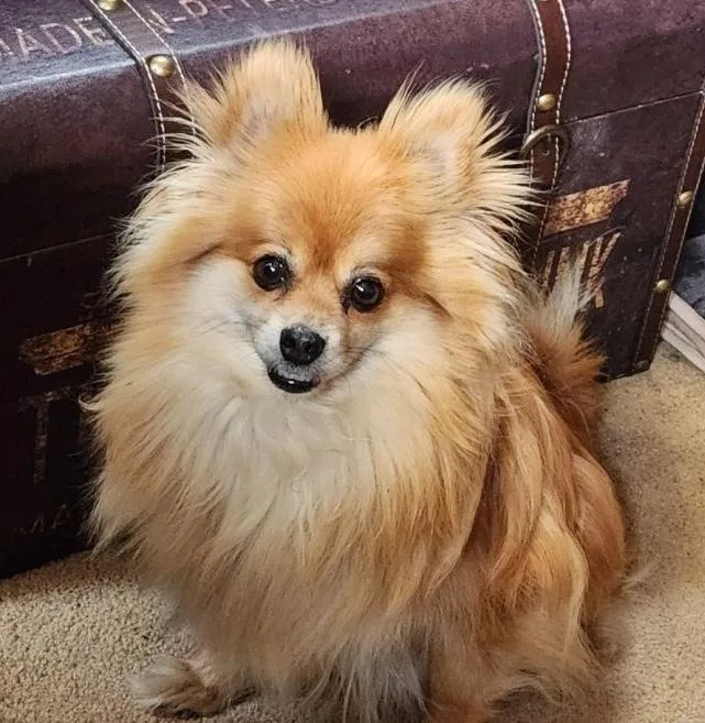 An adult small-sized female Red / Chestnut / Orange Pomeranian dog named Pickles for adoption in Brooklyn, NY
