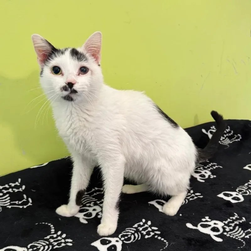 Katy Purry thumbnail 3