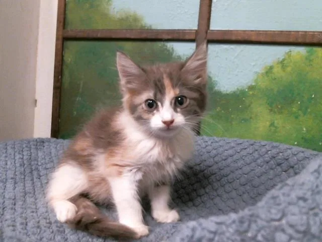 A baby small-sized female Domestic Long Hair cat named Bunny for adoption in Houston, TX