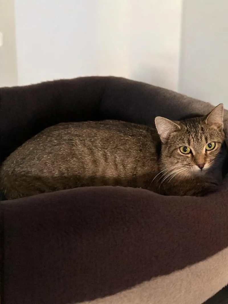 An adult medium-sized female Domestic Short Hair cat named Trudy for adoption in Champaign, IL