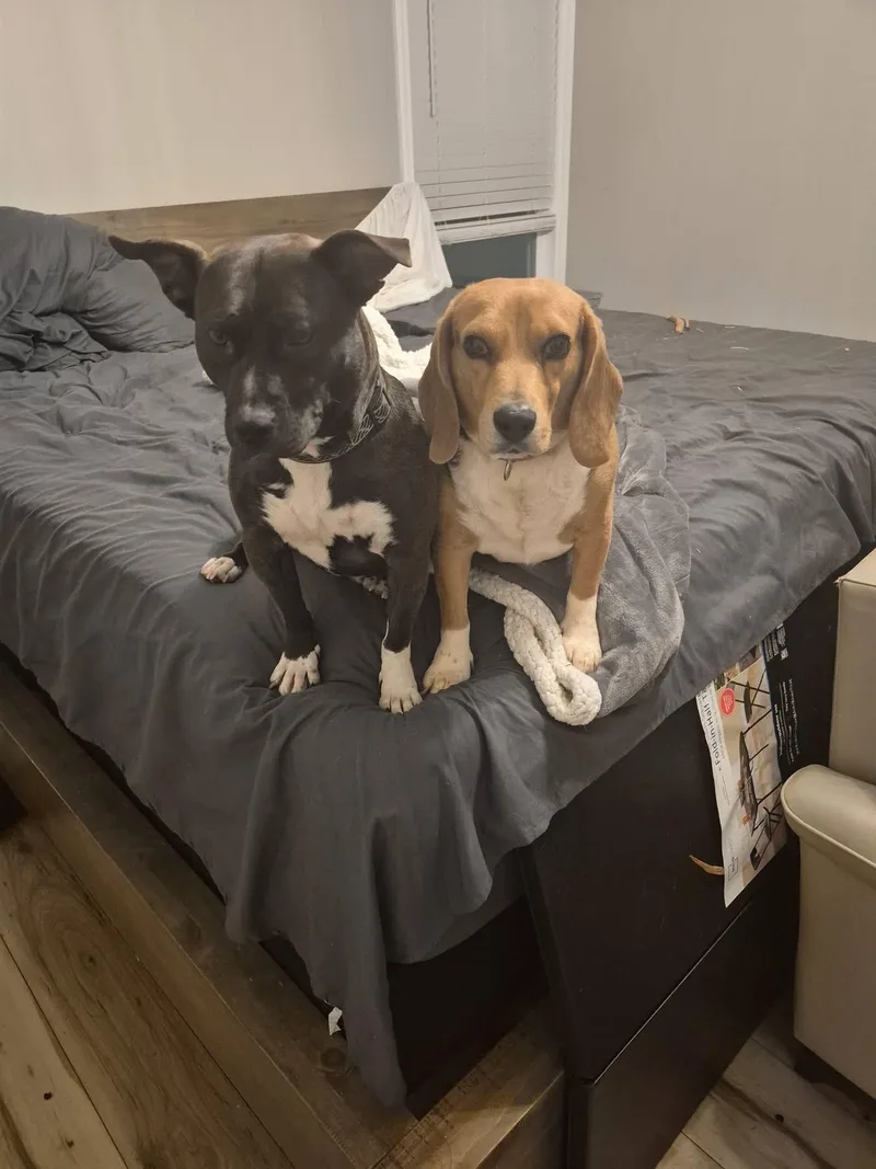 An adult medium-sized male Beagle dog named Nacho for adoption in Avondale, PA
