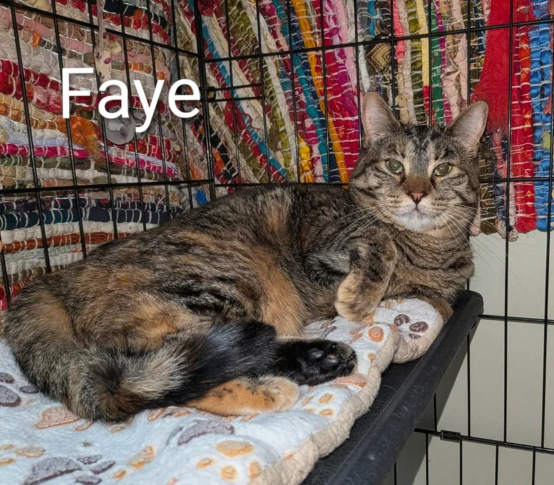 An adult medium-sized female Domestic Short Hair cat named Faye for adoption in Lake Saint Louis, MO