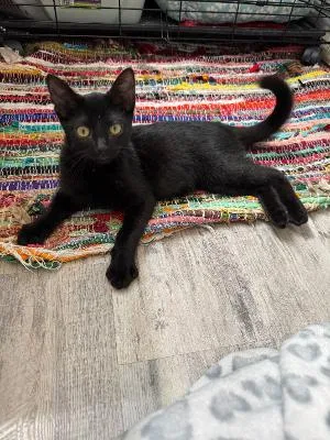 A baby medium-sized male Black Domestic Short Hair cat named Little Licorice for adoption in Mokena, IL