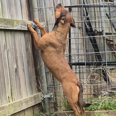 An adult medium-sized female Red / Chestnut / Orange Shepherd dog named Maggie for adoption in Dover, AR