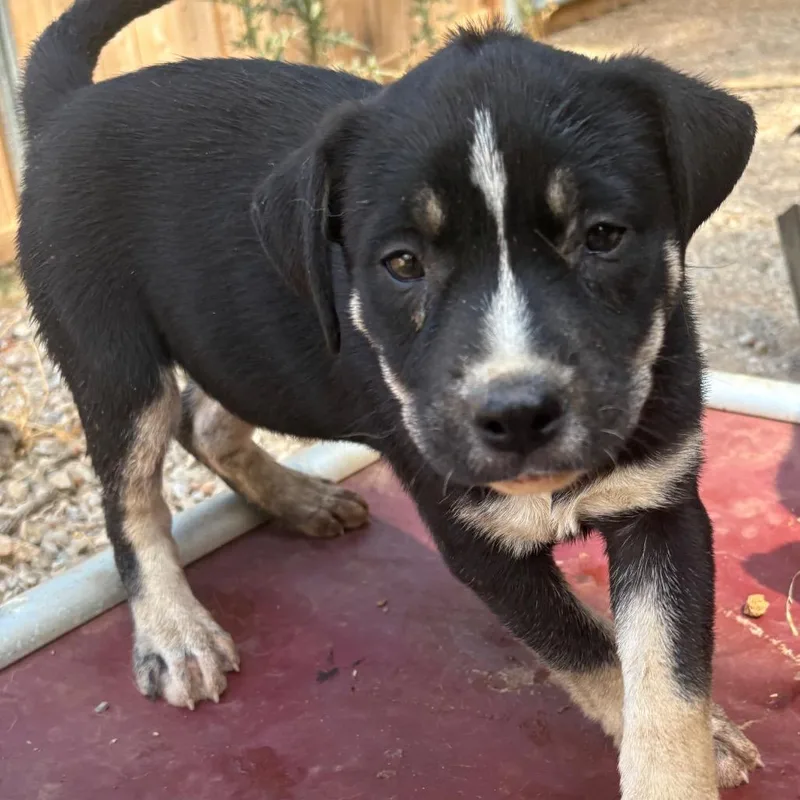 A baby large-sized female Black Akita dog named Ava for adoption in Reno, NV