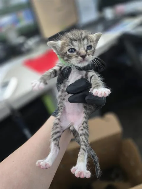 A baby medium-sized male Domestic Short Hair cat named Abel for adoption in Dallas, TX