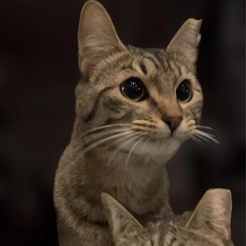 An adult small-sized female Brown / Chocolate Domestic Short Hair cat named Carlyle for adoption in Pacific Palisades, CA