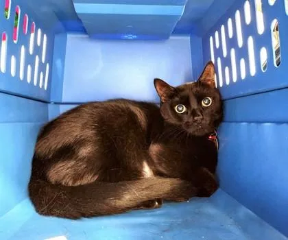 A young medium-sized male Black Domestic Short Hair cat named Clay for adoption in Lansing, MI