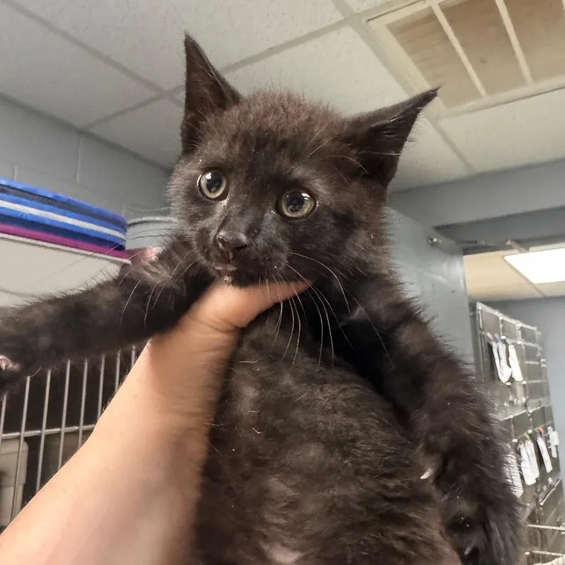A baby small-sized male Black Domestic Short Hair cat named Jiji for adoption in Falls Church, VA