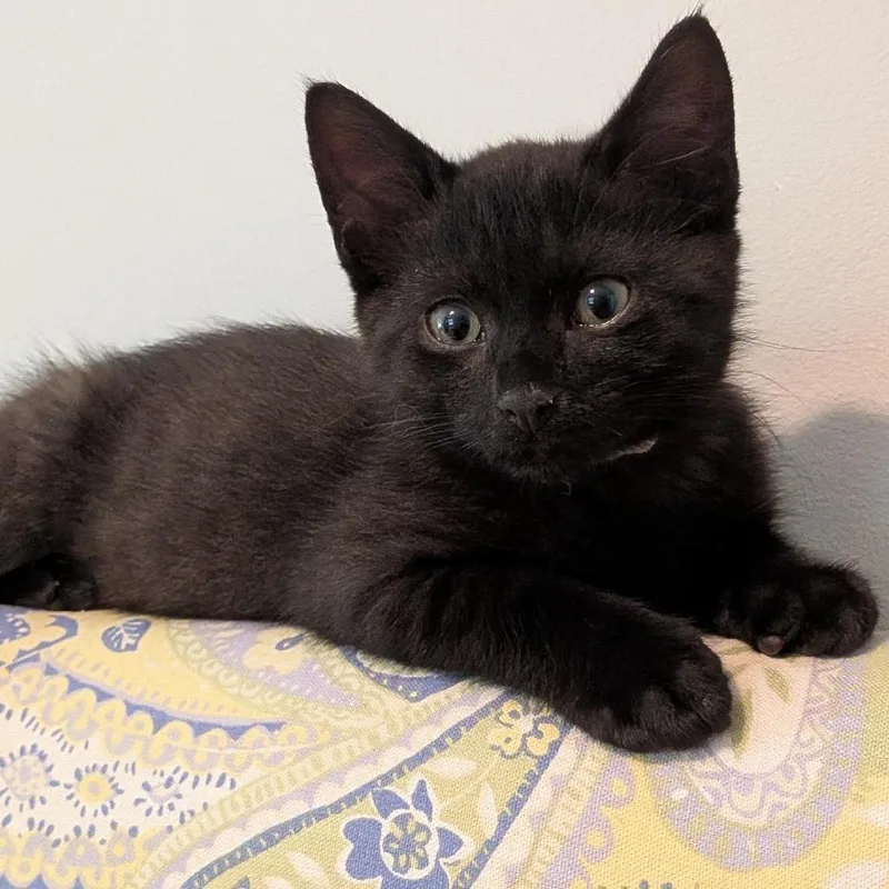 Jiji thumbnail 2