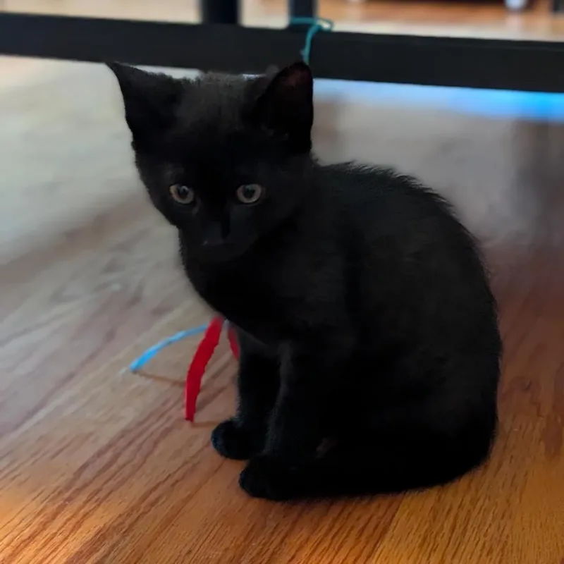 Jiji thumbnail 3