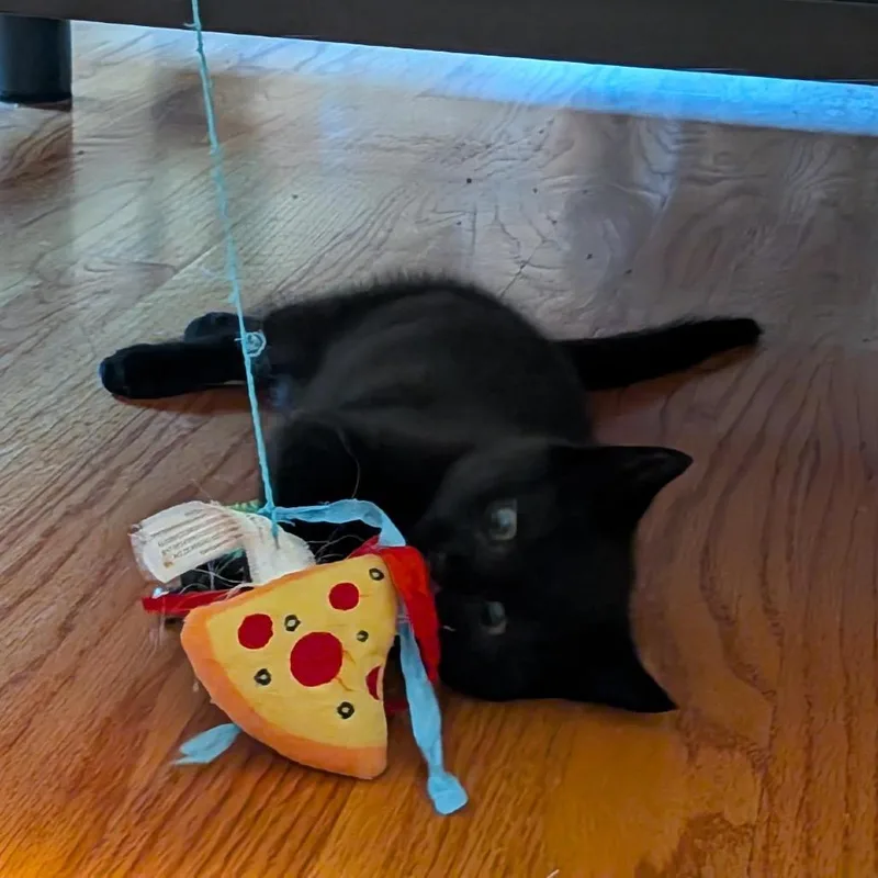 Jiji thumbnail 5