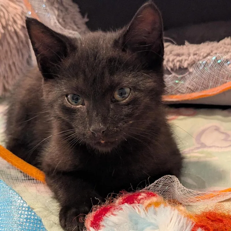 Jiji thumbnail 6
