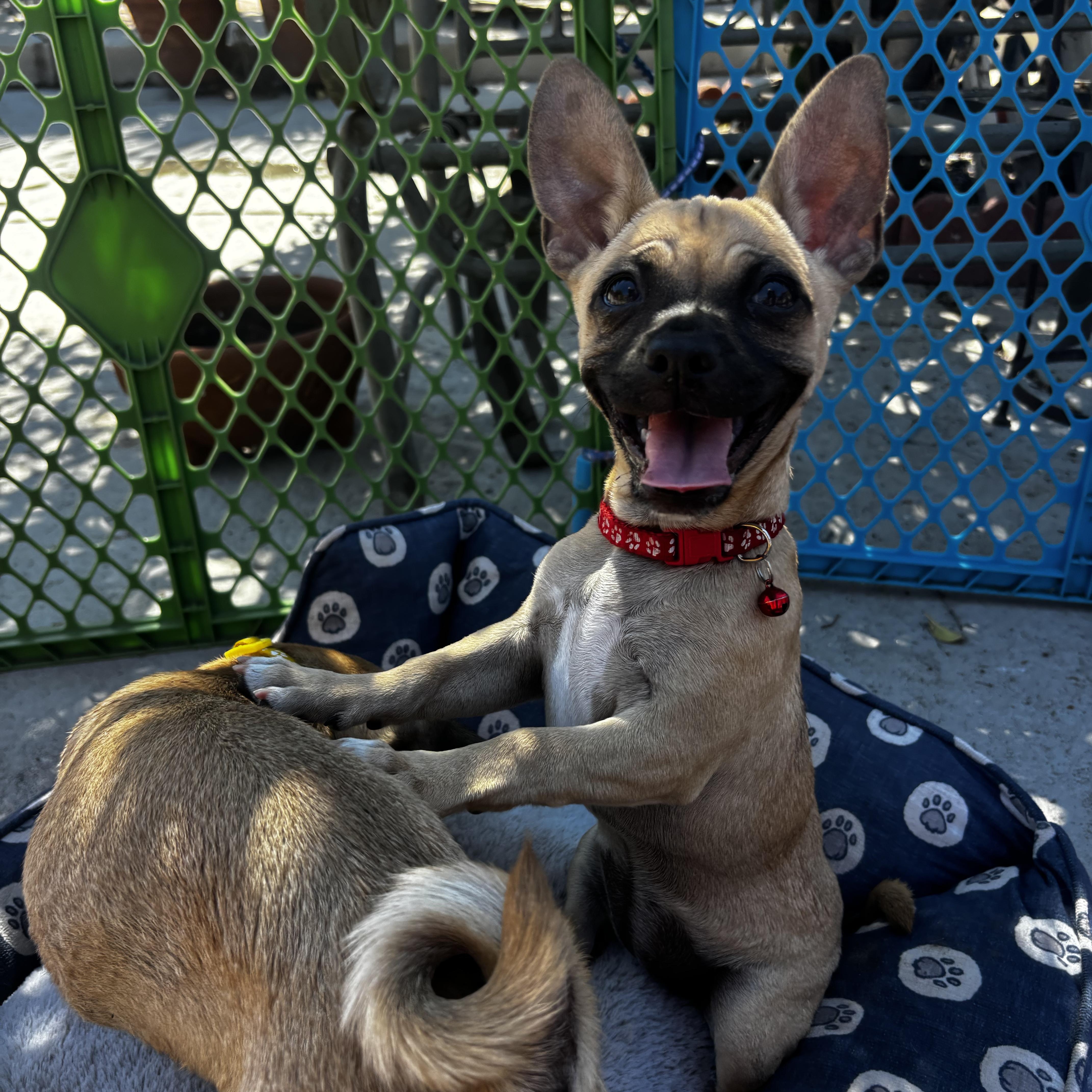 A baby small-sized female Yellow / Tan / Blond / Fawn Pug dog named Fiona for adoption in Seal Beach, CA