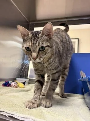 An adult medium-sized female Domestic Short Hair cat named Flordabelle for adoption in West Chester, PA