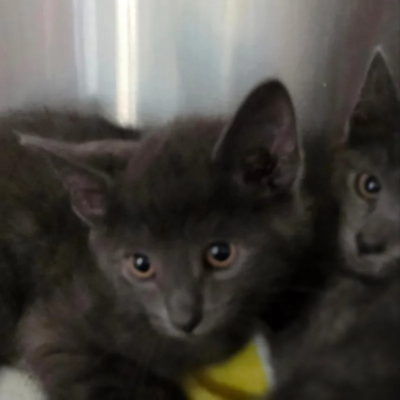 A baby small-sized male Gray / Blue / Silver Domestic Short Hair cat named Bean Sprout for adoption in Muncie, IN