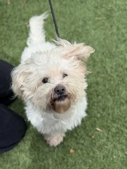 A senior small-sized male Bichon Frise dog named Thomas for adoption in North Miami Beach, FL