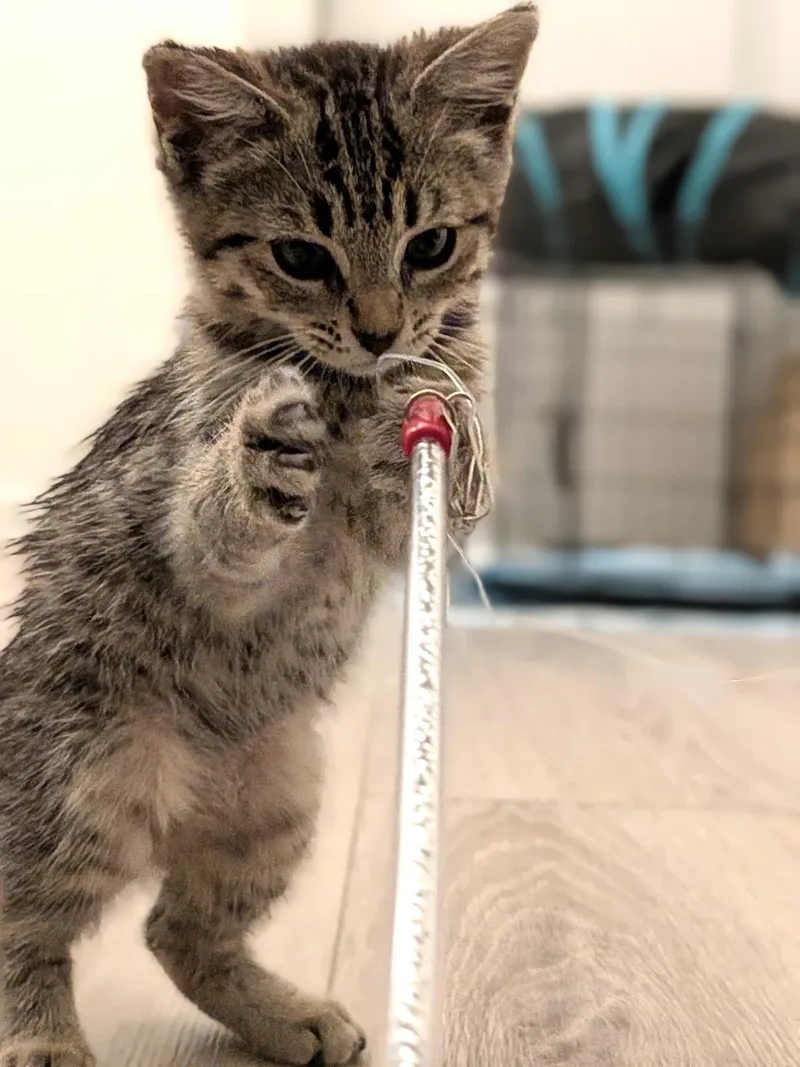 A baby small-sized male Tabby (Gray / Blue / Silver) Domestic Short Hair cat named Turbo for adoption in El Monte, CA