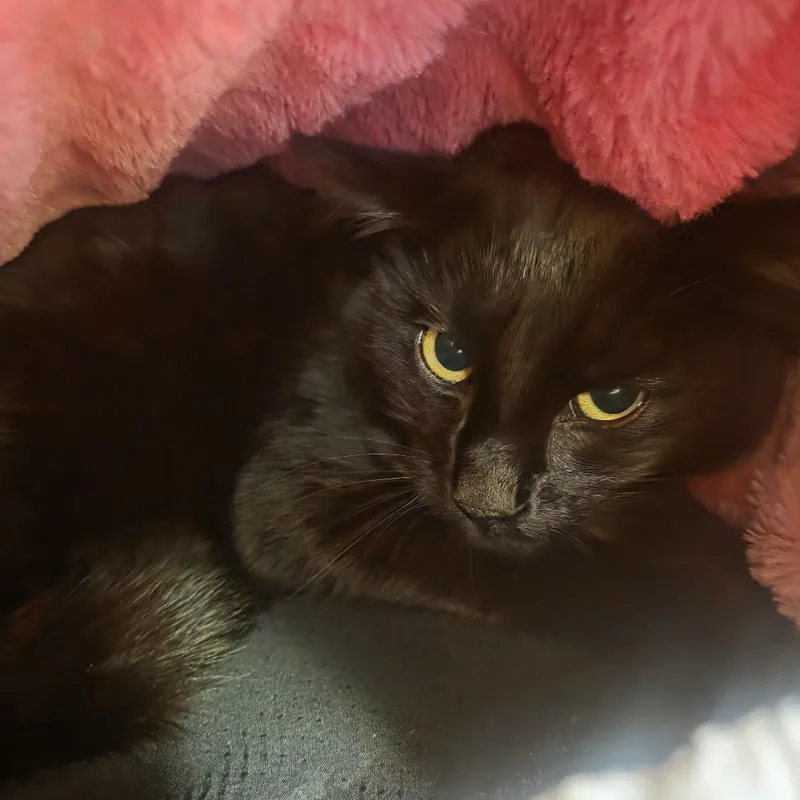 A young medium-sized male Black Domestic Short Hair cat named Sheldon for adoption in Spokane, WA