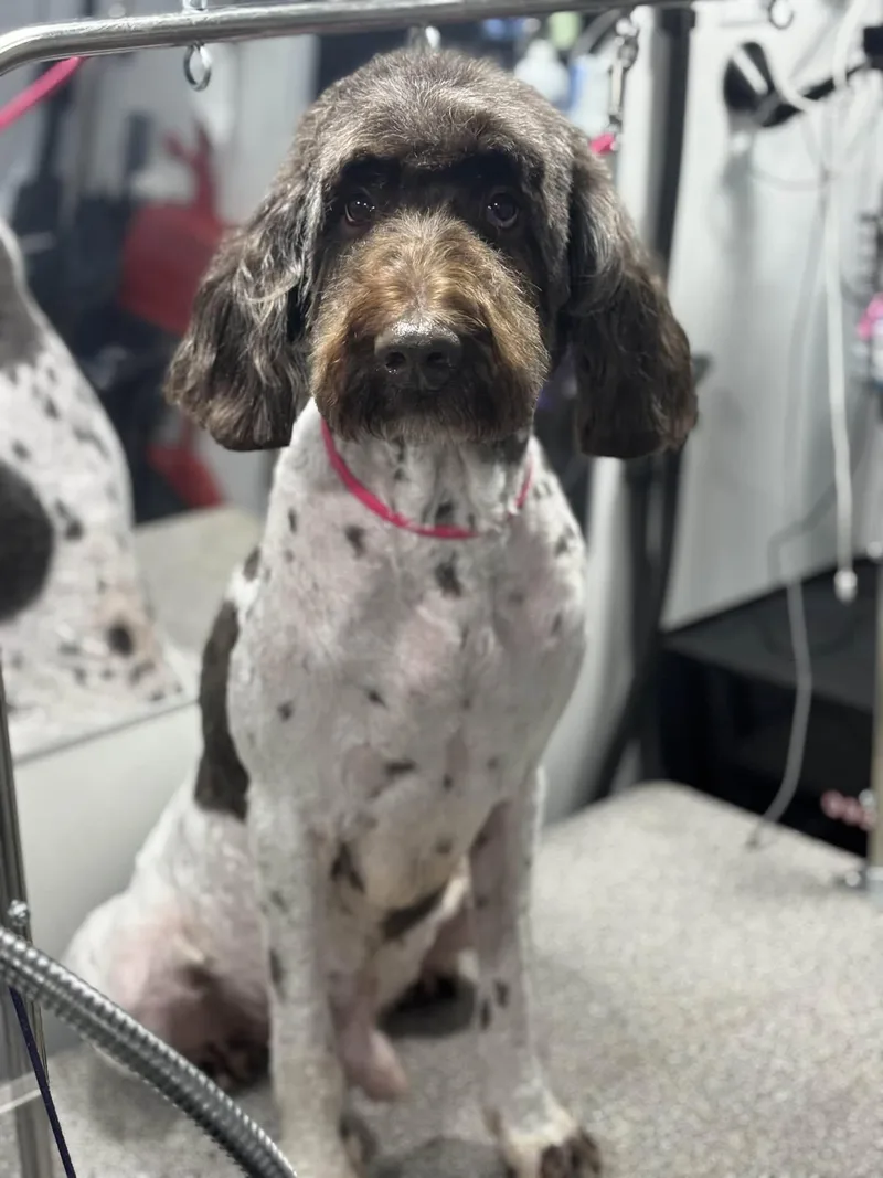 An adult large-sized male White / Cream Labradoodle dog named Asher for adoption in East Point, GA
