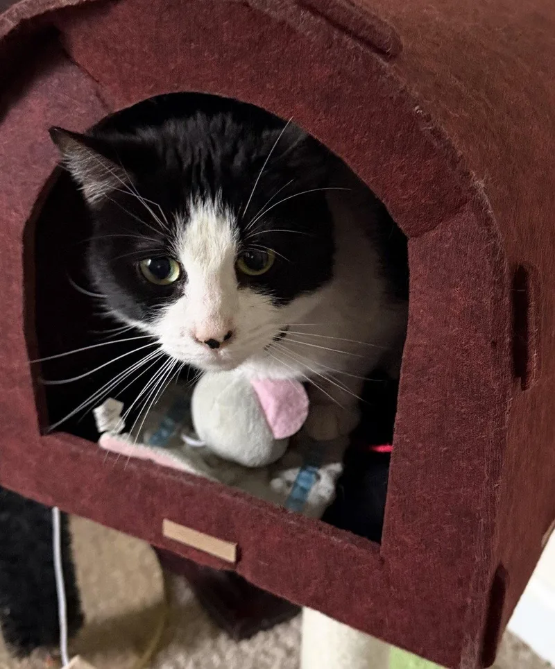 An adult medium-sized female Tuxedo cat named Patches for adoption in Cuyahoga Falls, OH
