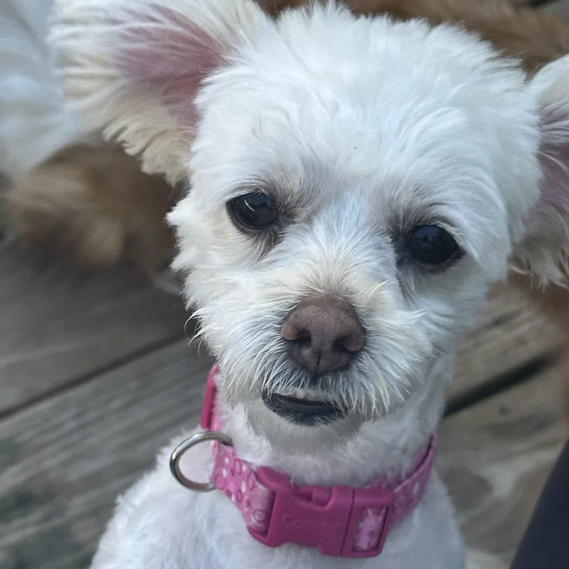 An adult small-sized female White / Cream Maltipoo dog named Luna Belle for adoption in Lexington, NC