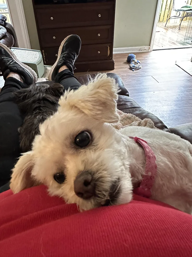 Luna Belle thumbnail 2