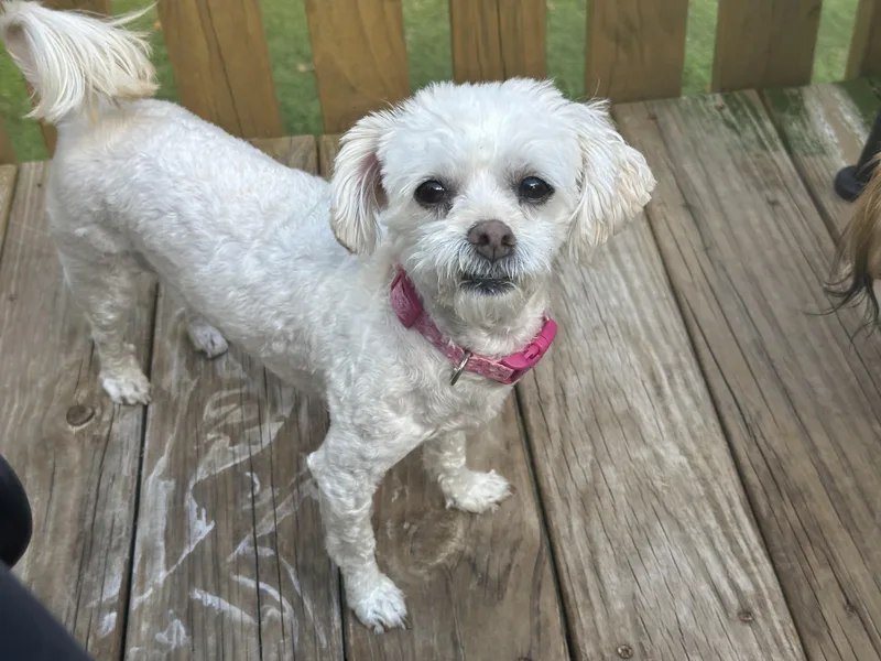 Luna Belle thumbnail 3
