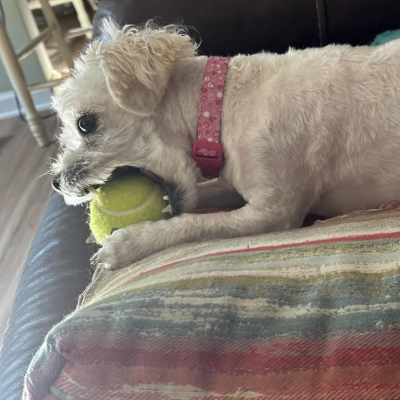 Luna Belle thumbnail 4